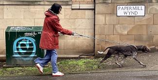 On a wet and windy day, a woman is dragged along behind and powerful dog.