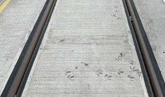 Gull tracks in cement between new tram tracks in Leith.