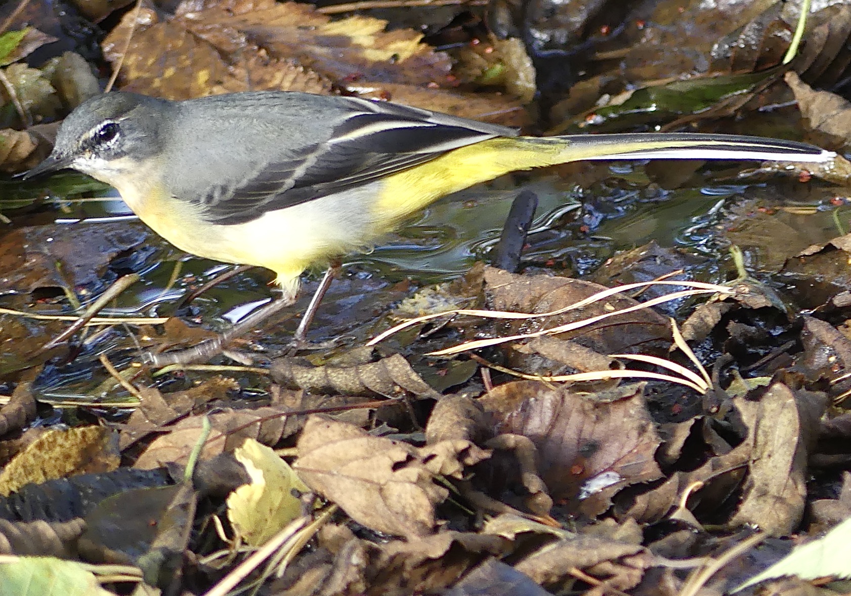 yellow wagtail