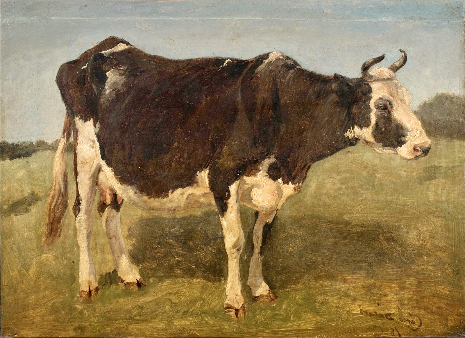 old cow