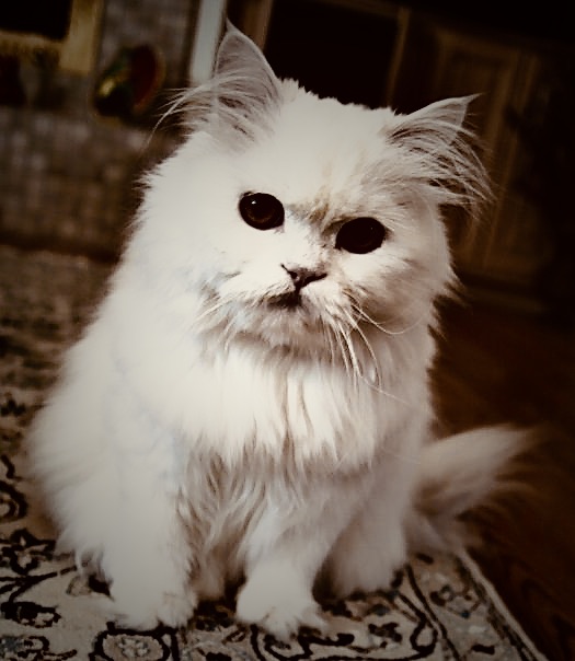 Persian cat