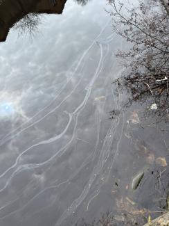 Cooking oil(?) trails in the Water of Leith.
