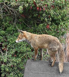 Young fox on a shed roof.
