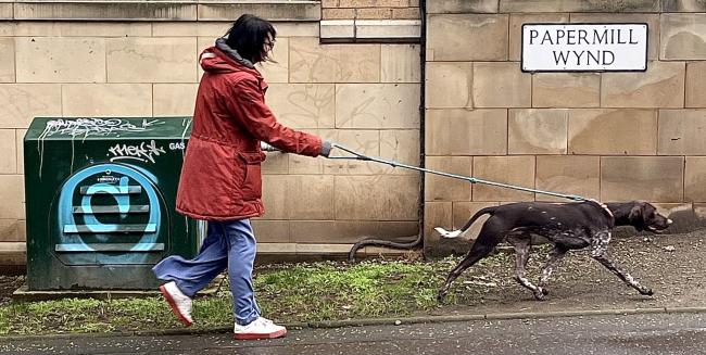 On a wet and windy day, a woman is dragged along behind and powerful dog.