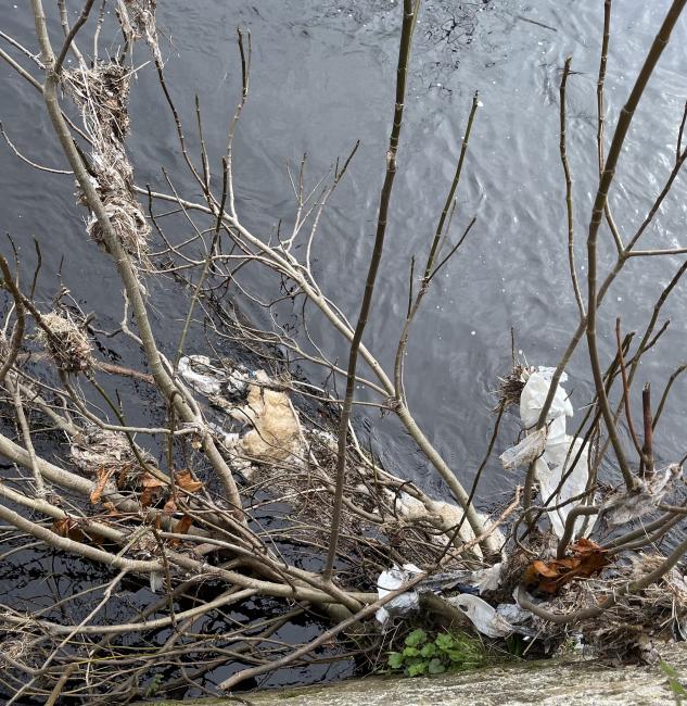 Sewage related debris in Water of Leith