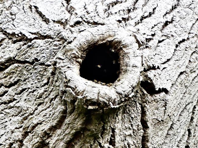 Bees' nest