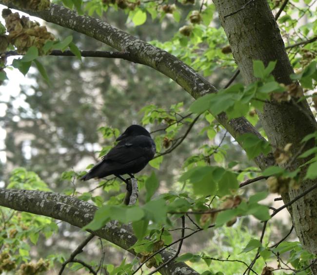 crow
